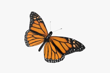 Preview: Monarch Butterfly: Detailed Wing Pattern