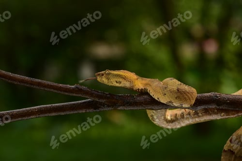 Preview: Craspedocephalus puniceus snake is waiting for prey on a tree branch
