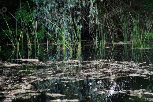 Preview: beautiful bright green summer foliage reflecting in water in the delta