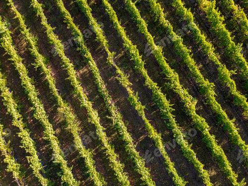 Preview: Aerial view of vineyard rows, green grapevines, geometric patterns in agriculture, wine production
