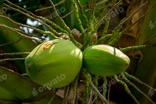 Preview: Green coconut on coconut tree.