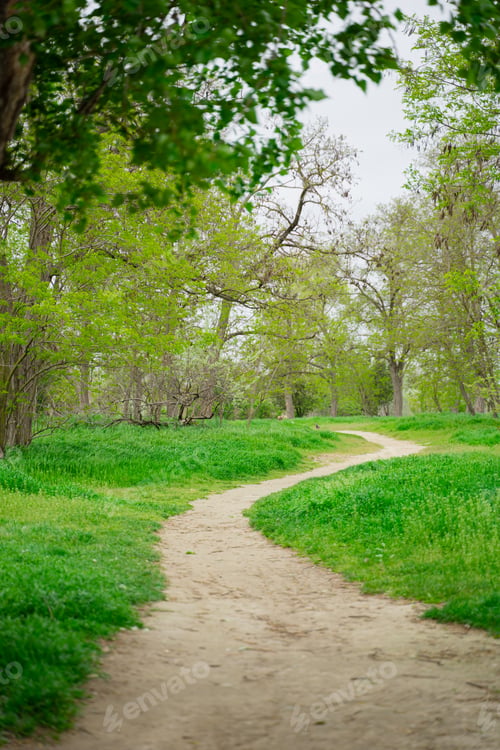 Preview: path leading to the forest thicket, spring forest
