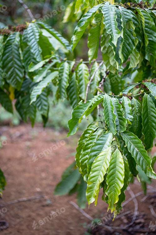 Preview: Coffee trees plantation. Organic coffee growing in tropical garden.