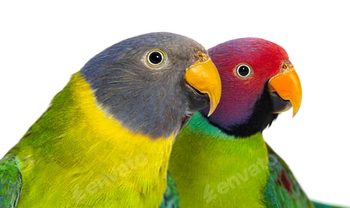 Preview: Head shot of Male and female Plum-headed parakeet, Psittacula cy