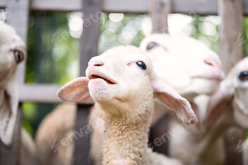 Preview: Cute little lamb portrait.
