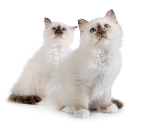 Preview: birman kitten in studio