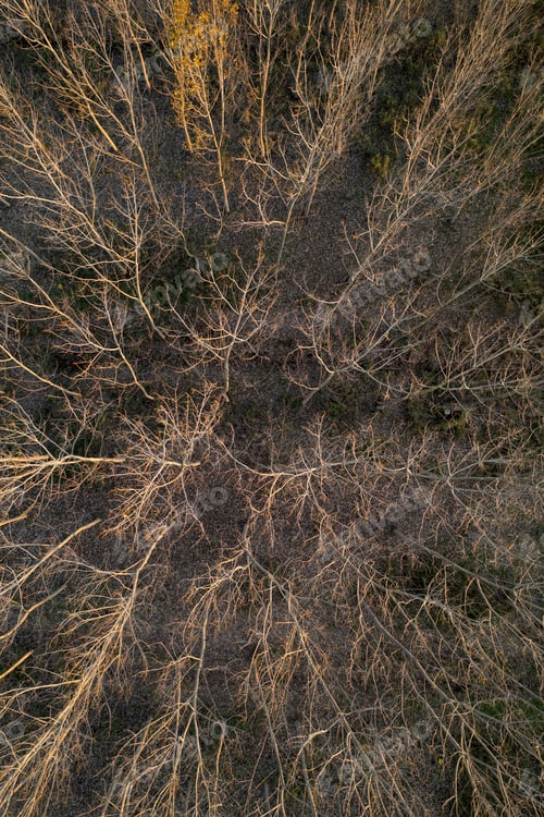 Preview: Aerial view of a forest with bare trees in the winter season