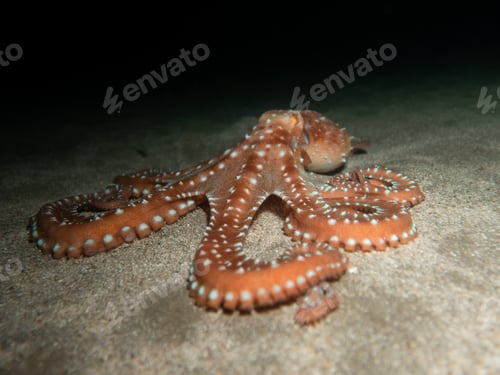 Preview: My friend the octopus