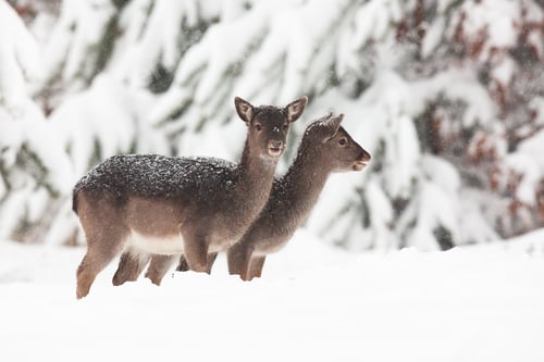 Preview: Two baby fallow deers standing on meadow in winter
