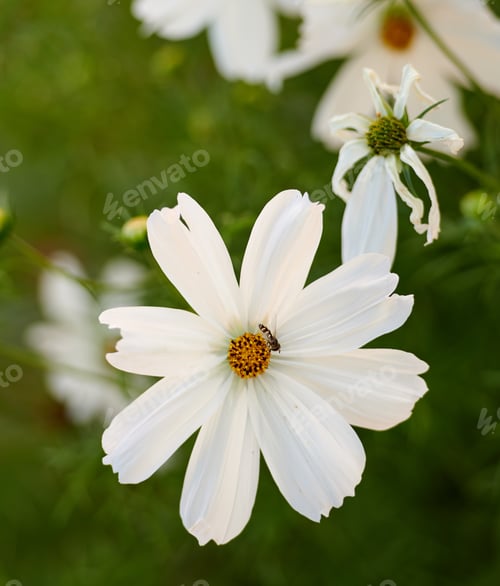 Preview: Beautiful flowers in my garden. A series of beautiful garden photos.