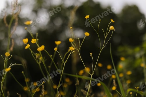 Preview: Buttercup yellow flowers in meadow on green grass background. Selective focus, blurred background