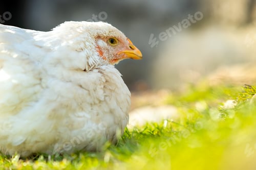 Preview: Hen feed on traditional rural barnyard.