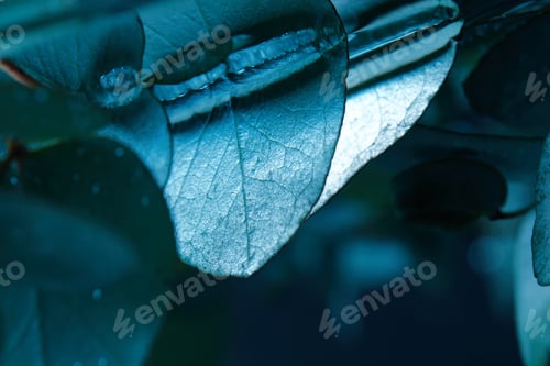 Preview: close up view of eucalyptus plant with green leaves in water