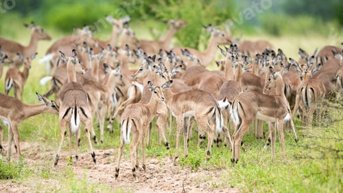 Preview: A herd of impala, Aepyceros melampus, against a green background.