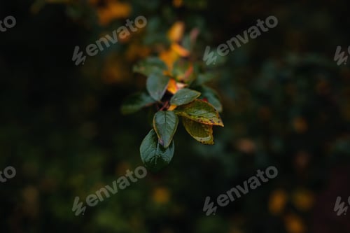 Preview: Close up image of orange autumn leaves at soft light.