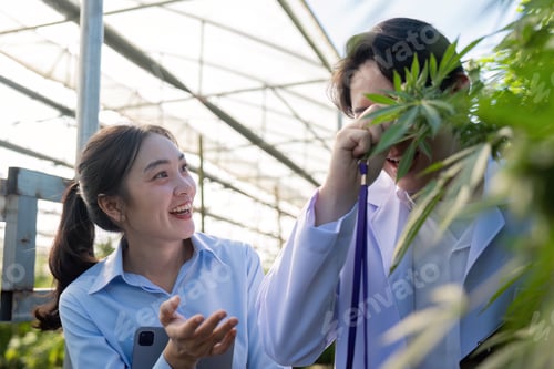 Preview: Joyful researchers sharing insights about cannabis plants in a greenhouse.