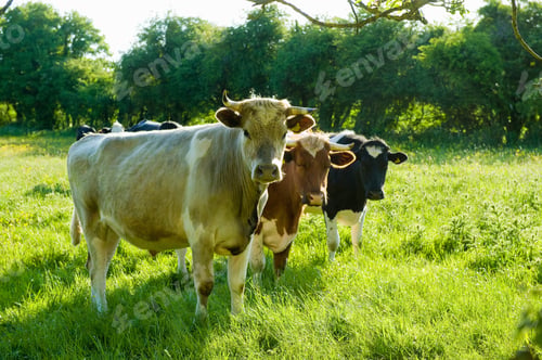 Preview: Portrait of three cows in grassy field