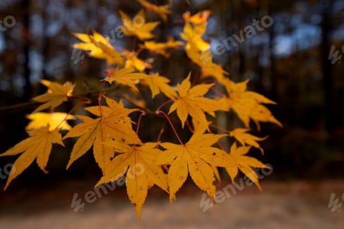 Preview: Japanese maple leaves (Acer palmatum) during the autumn season.