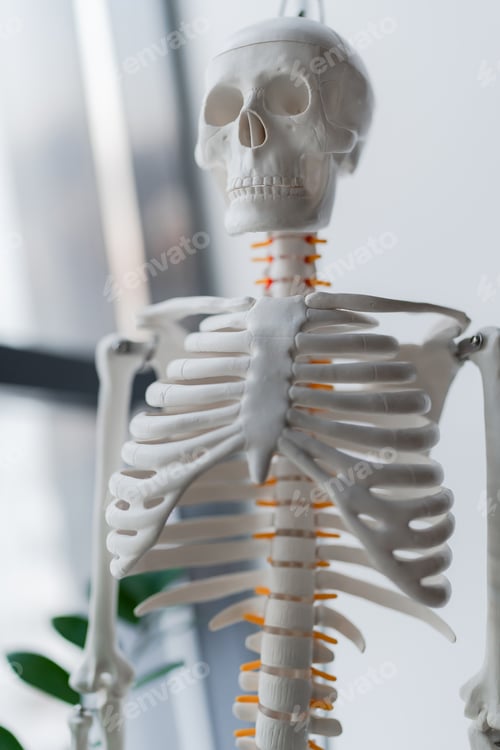 Preview: Model showing human skeleton anatomy for academic, medical, clinic, museum, and healthcare use