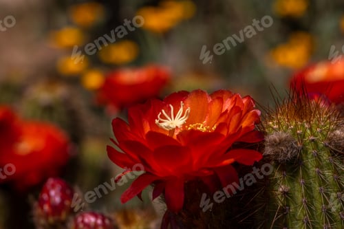 Preview: Red Cactus Flower Blooms in a Desert Garden