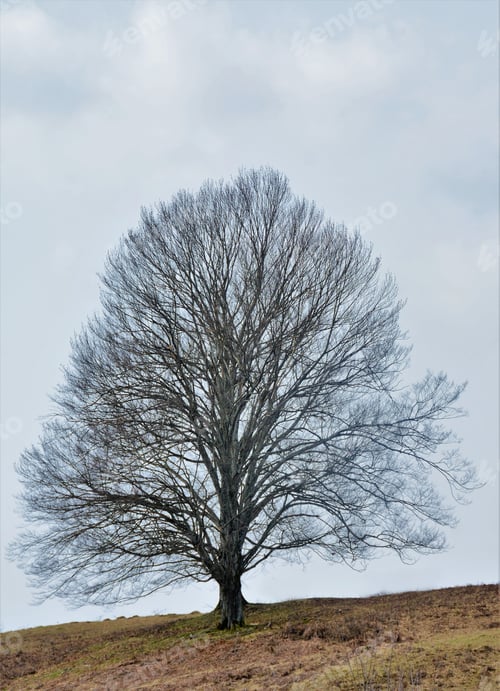 Preview: Mesmerizing shot of a single tree under a cloudy sky