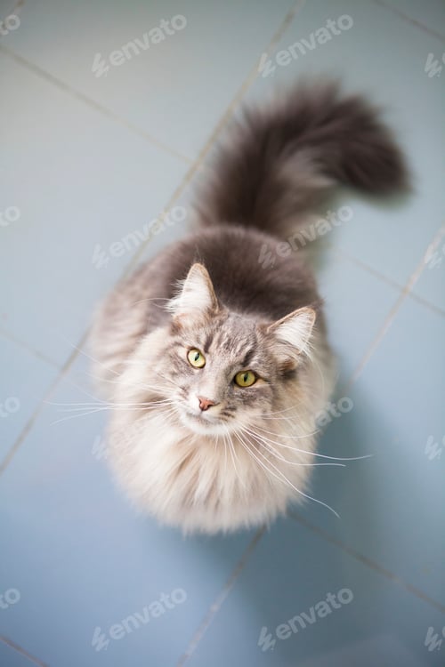 Preview: A curious fluffy cat looks up