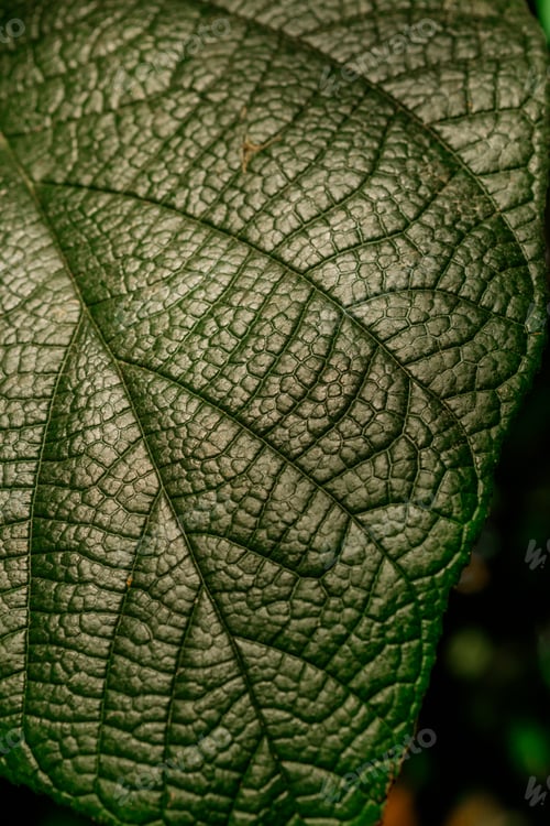 Preview: Alocasia (elephant ear) leaf in shadow for concepts of botanical beauty and tropical form