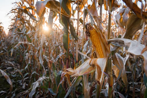 Preview: Ripe corn on a rural field