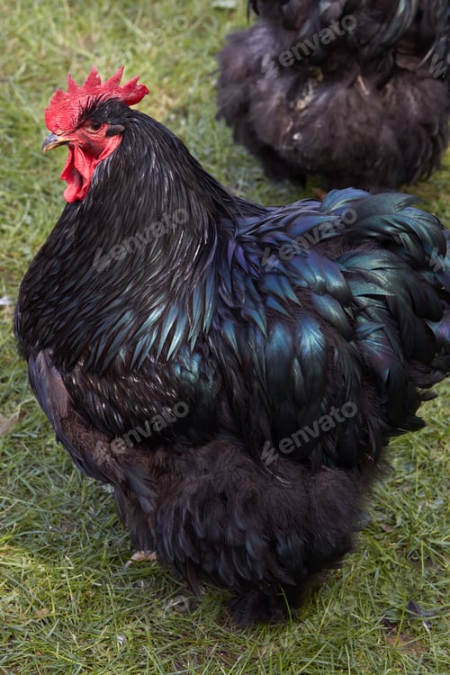 Preview: Black rooster with shiny plumage with green reflections and red crest and wattles, outdoors