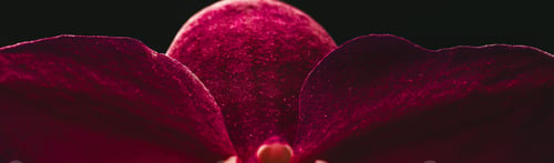 Preview: Delicate purple orchid flower with glowing leaves on a dark background. Banner