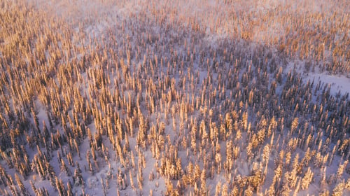 Preview: Aerial view from drone of snowy pines of endless coniferous forest trees in Lapland National park