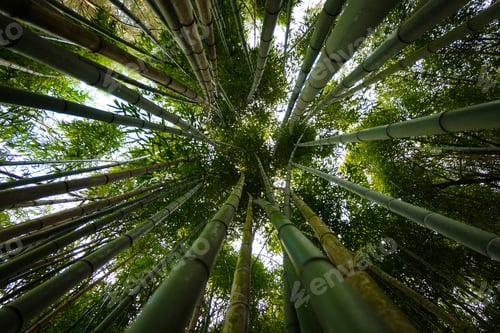 Preview: bambu