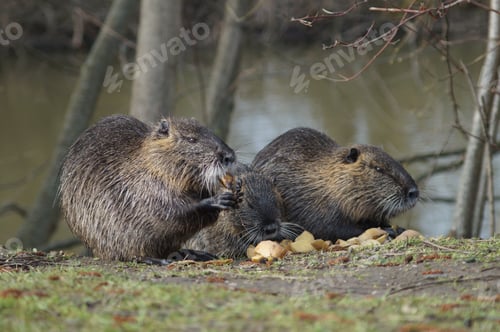 Preview: The nutria family at dinner