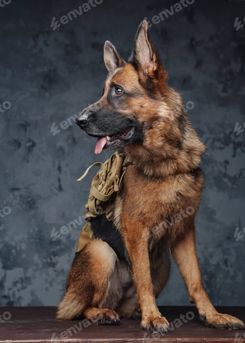 Preview: Canine traveler german shepherd breed with backpack