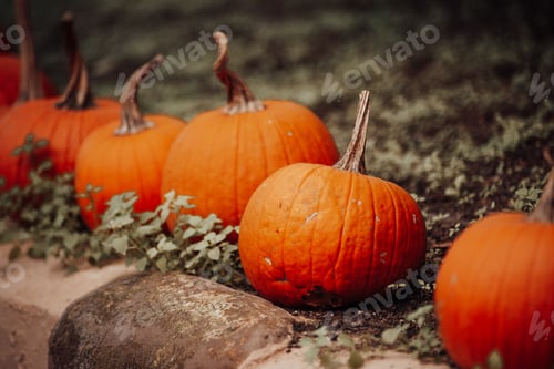 Preview: Pumpkins for sale at an outdoor market in autumn season