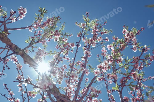 Preview: Blooming cherry tree in garden at bright sunlight