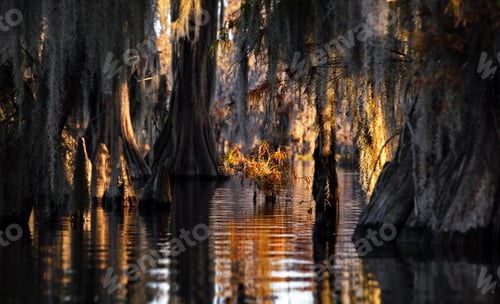 Preview: Beautiful cypress swamps in the USA during a foggy autumn evening