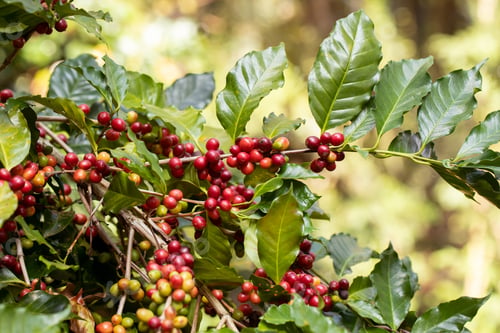 Preview: harvesting coffee berries by agriculture. Coffee beans ripening on the tree in North of Thailand