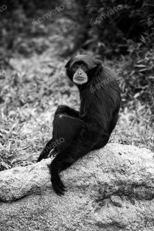 Preview: Grayscale of an adorable alone and sad chimpanzee is perched atop a rock