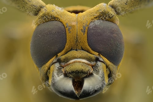 Preview: face photo of a long horn beetle