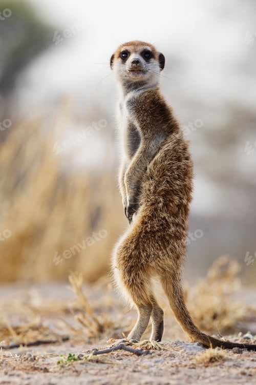 Preview: Meerkat, Suricata suricatta, an alert animal looking around at dawn.