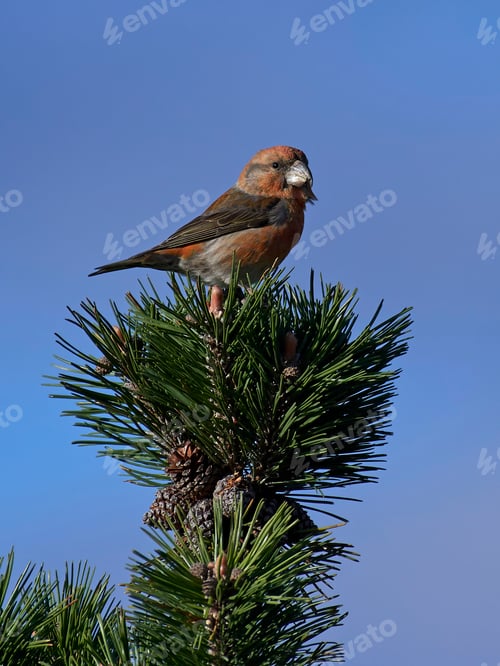 Preview: Parrot crossbill (Loxia pytyopsittacus)