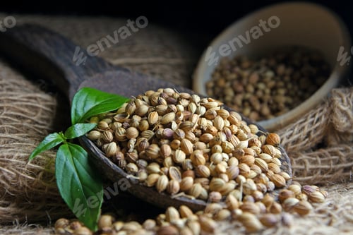 Preview: Coriander