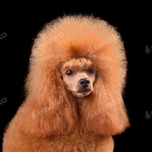 Preview: Portrait of apricot toy poodle