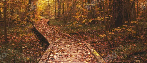 Preview: Pathway in the bright forest. Autumn falling leaves