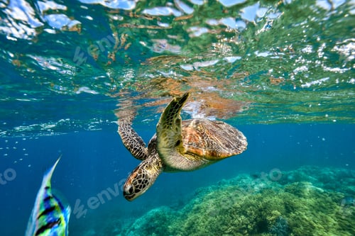 Preview: green turtle in the great barrier reef
