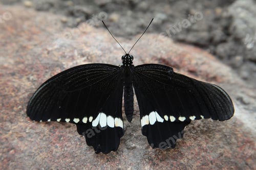Preview: Closeup shot of a butterfly with black wings and white stripes at the bottom of the wings