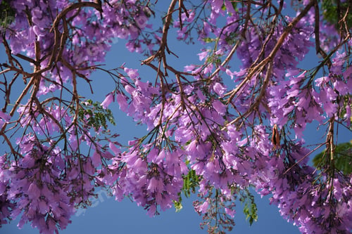 Preview: Jacaranda Tree in Full Bloom with Purple Flowers Against a Deep Blue Sky