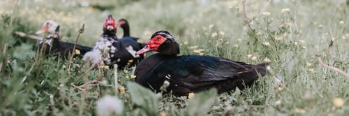 Preview: family musk or indo ducks on farm nature. breeding of poultry in small scale rural domestic farming