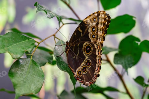 Preview: Morpho Peleides, Peleides Blue Morpho, Common Morpho Or The Emperor Butterfly, Nymphalidae Family